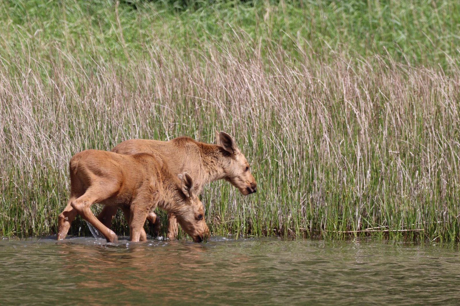 A moose standing in wetland, the kind of sighting Algonquin visitors hope for but nobody can promise