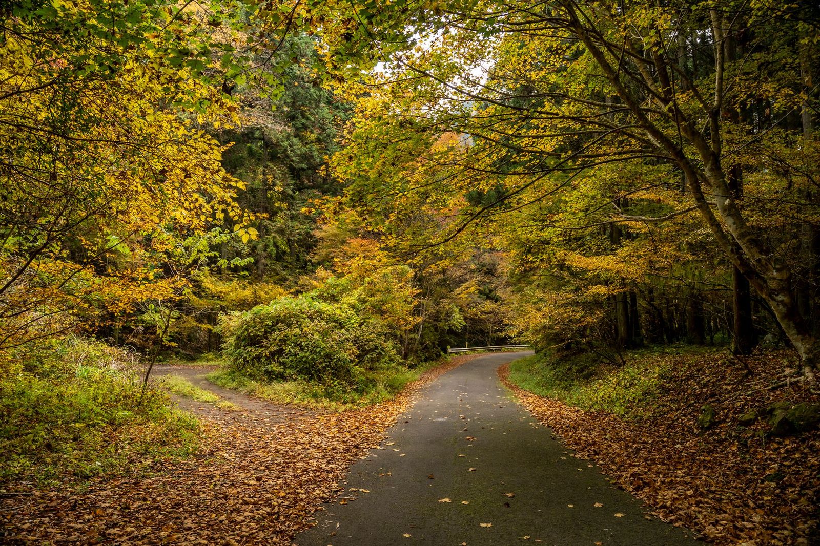 A forest road lined with autumn maples, the Highway 60 corridor in October