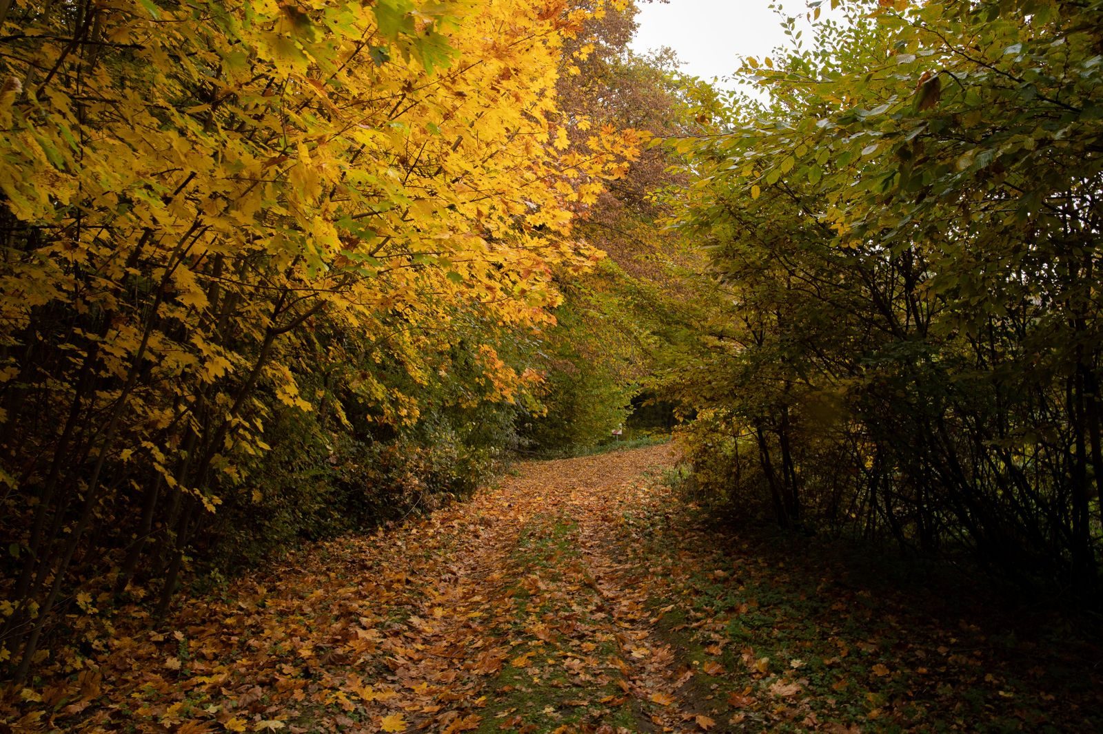 A granite and pine trail on a Georgian Bay island, the landscape the day shuttle brings you to