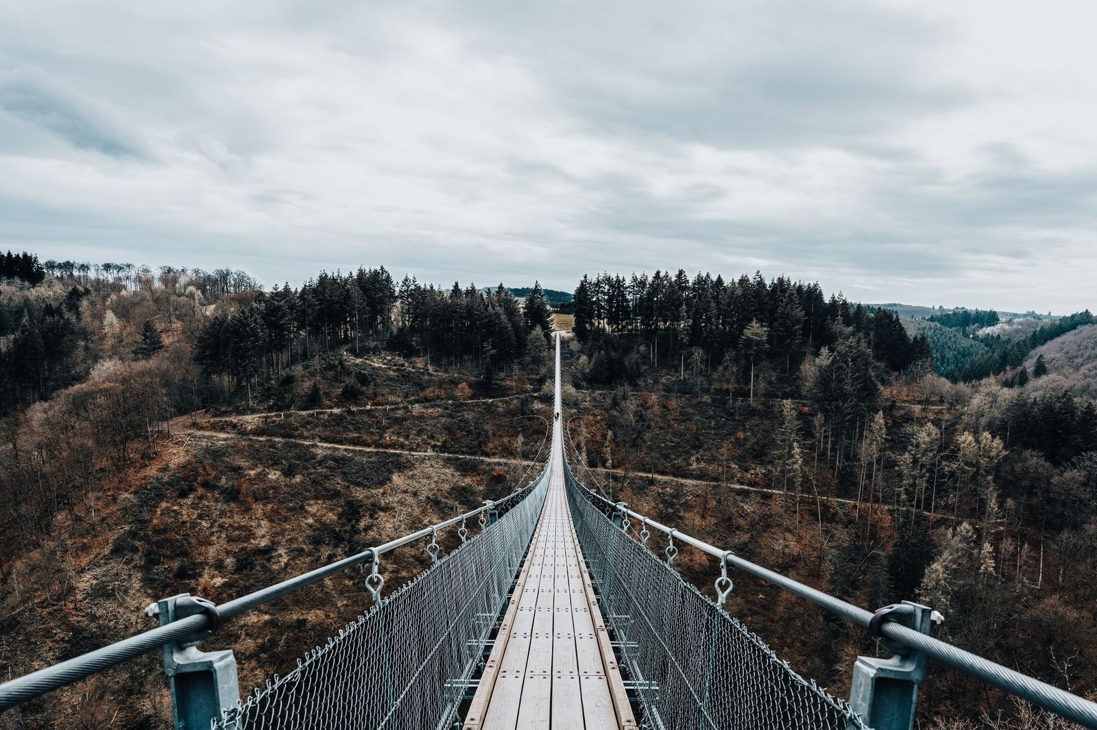 A suspension footbridge above the escarpment forest near Collingwood
