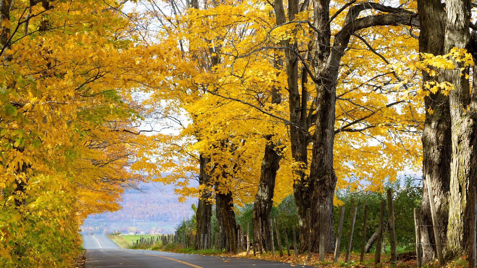Fall colours drive