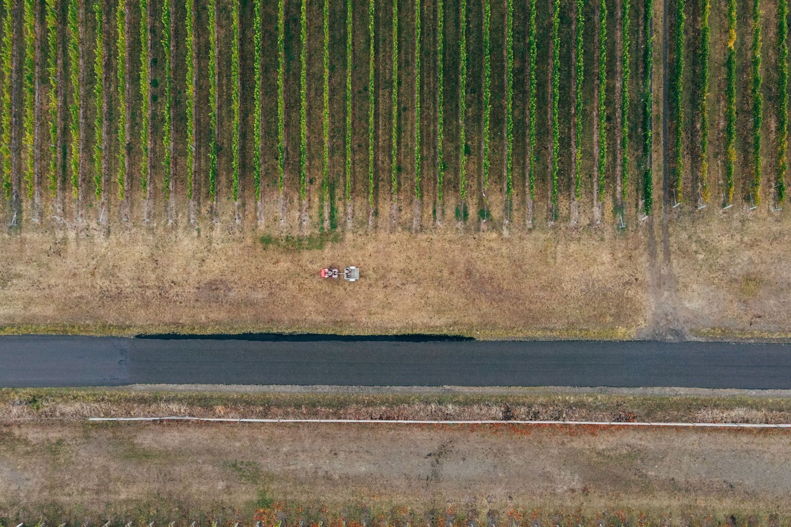 Vineyard rows in Niagara wine country in autumn