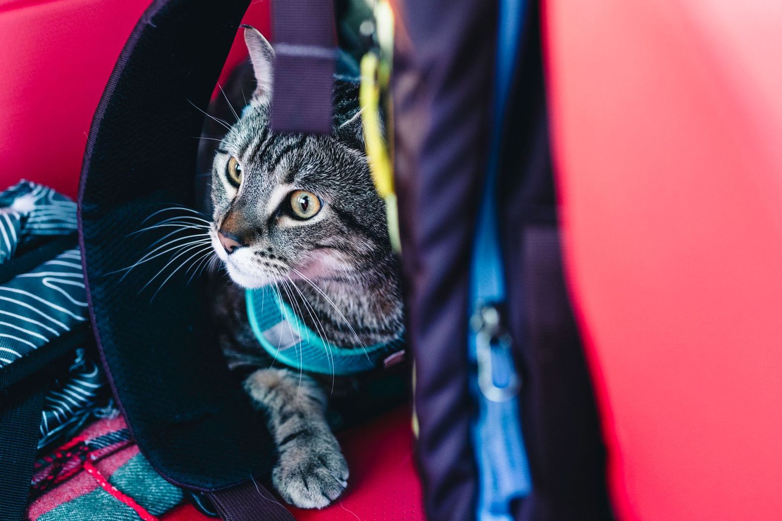 A cat in a travel carrier beside a traveller at an airport