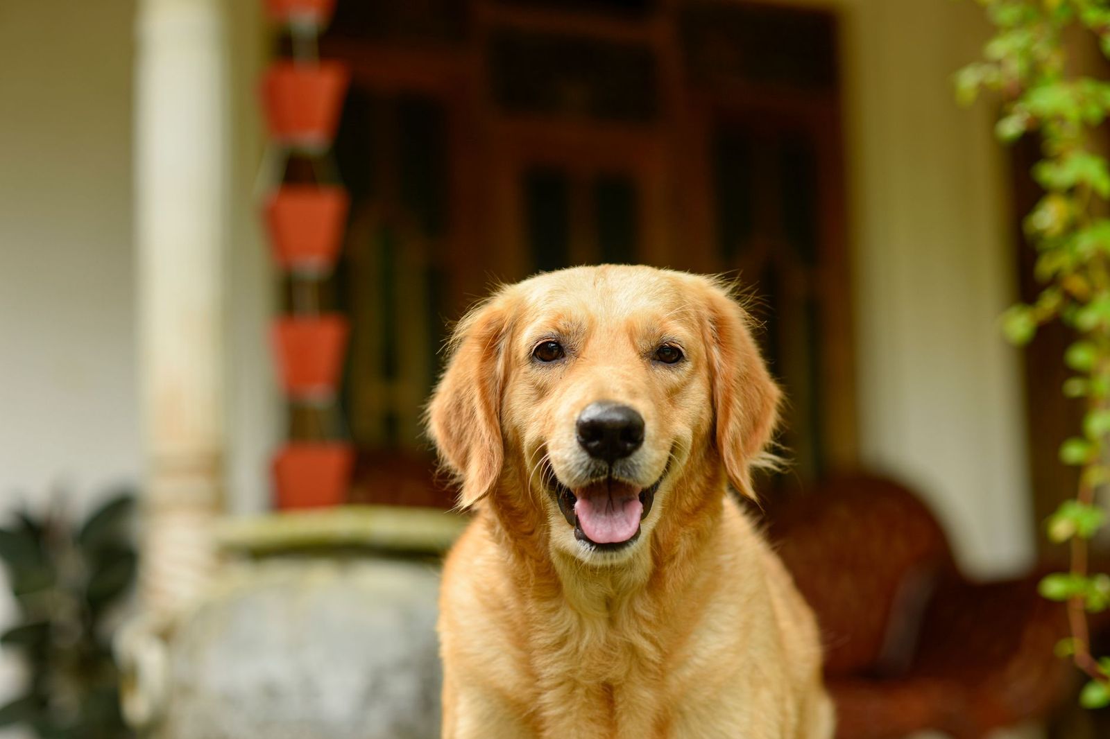 A golden retriever sitting beside a suitcase ready for a trip