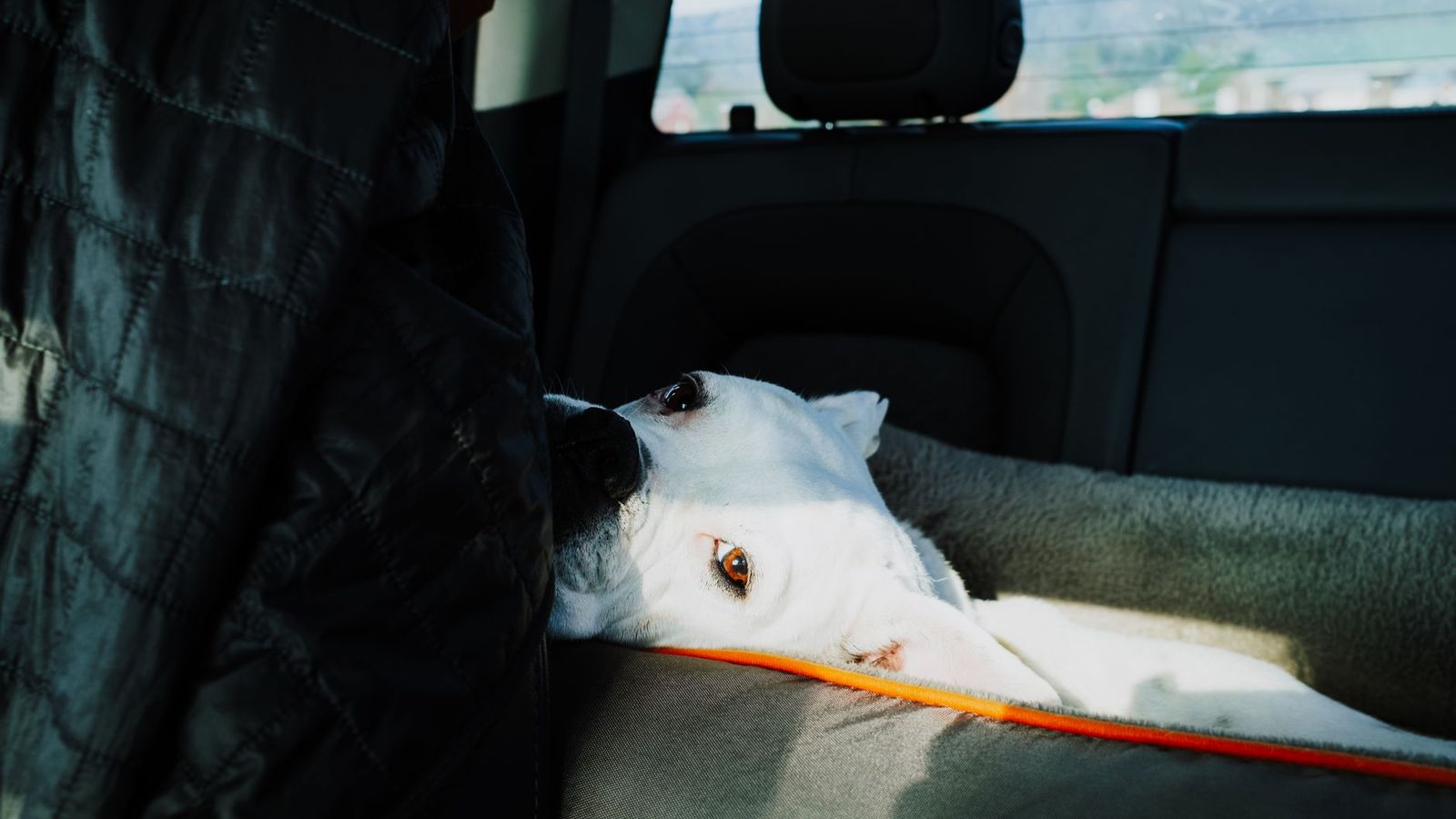 Pet friendly taxi to the airport