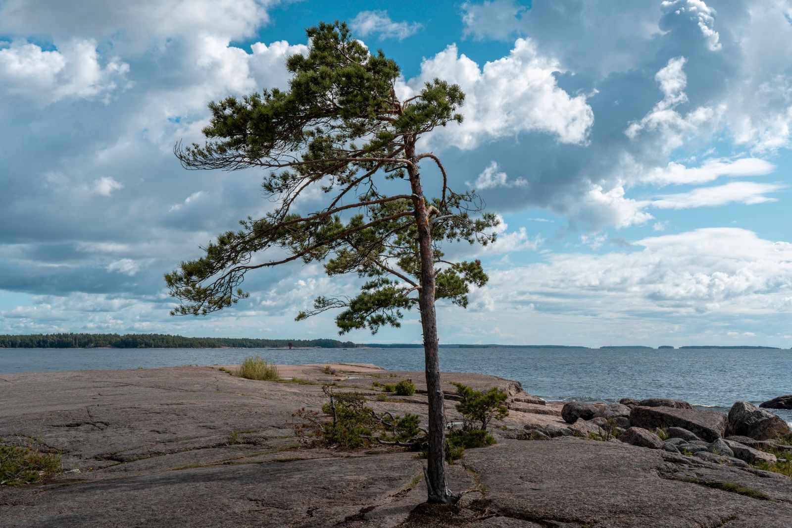 Pines and rock on the Georgian Bay shoreline near Penetanguishene, where trails and cruises begin