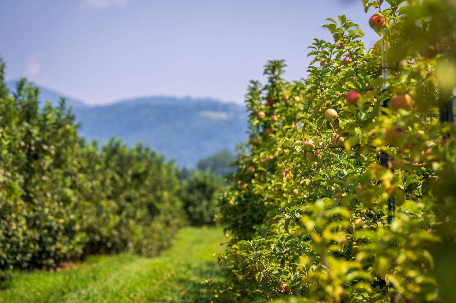 Rows of apple trees in an orchard in autumn near Thornbury