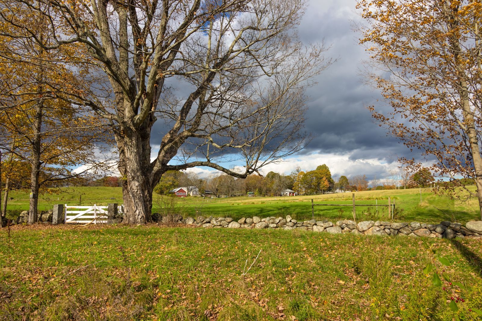 A cottage-country road lined with autumn trees heading north toward Muskoka