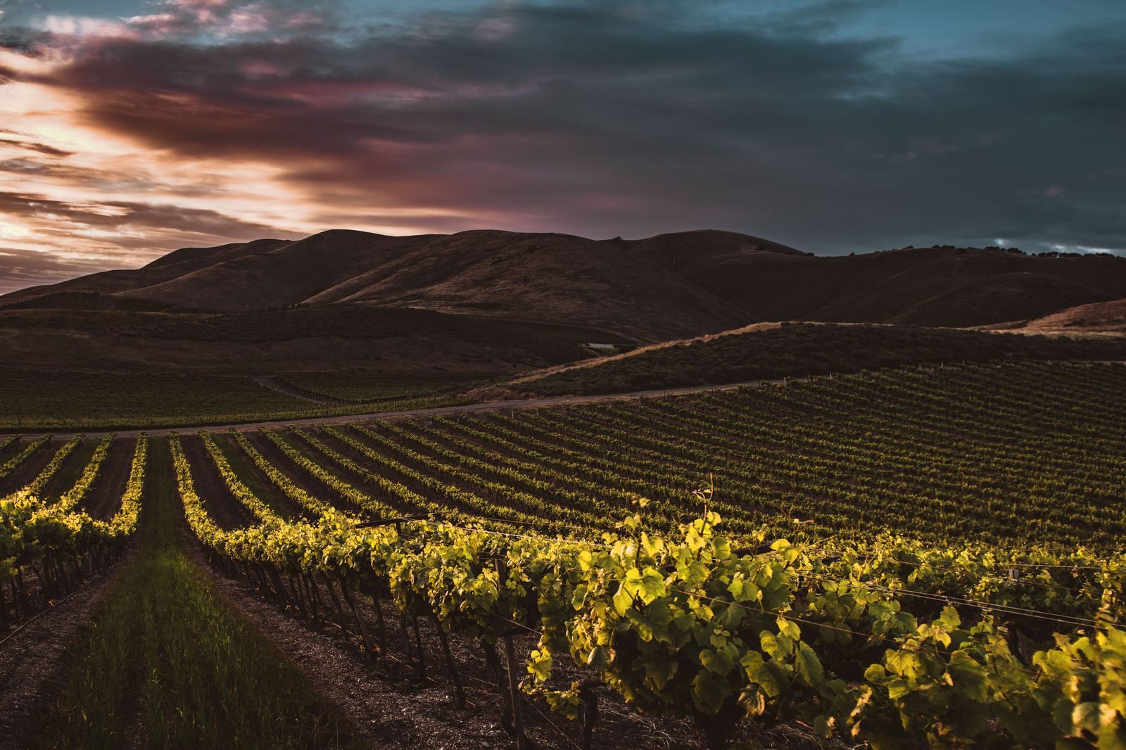 Vineyard rows at sunset in the Niagara wine country