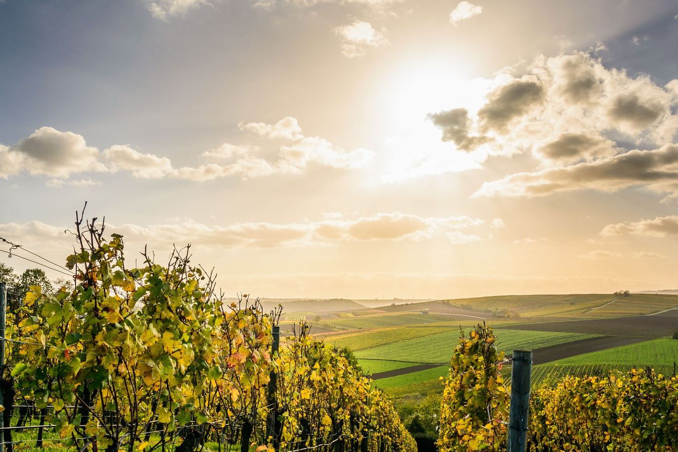 Vineyard rows in early autumn on a Simcoe County wine route